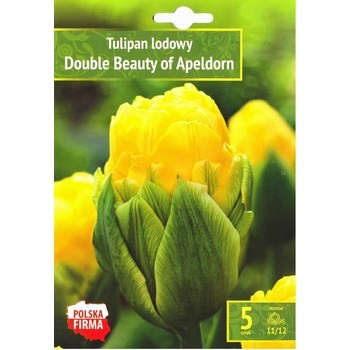 Kapers Tulipa - Tulipan Double Beauty of Apeldoorn 11/12 5 szt. Benex