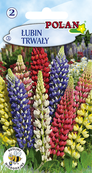 Łubin trwały Polan