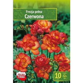 Kapers Fressia - Frezja Pełna Czerwona 5/+ 10 szt. Benex