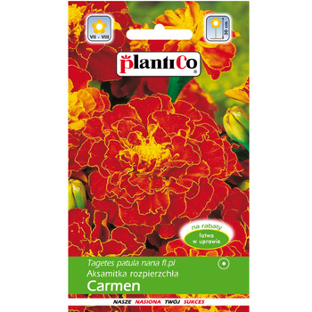 PlantiCo Aksamitka rozpierzchła Carmen