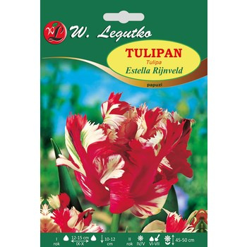 Tulipan Estella Rijnveld Legutko