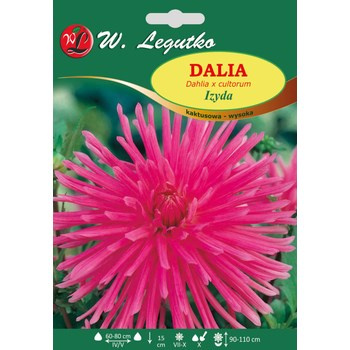 Dalia ogrodowa Izyda seria tradycyjna Legutko