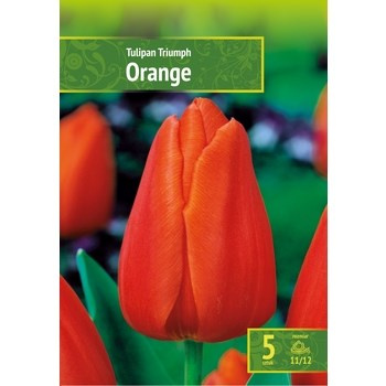 Tulipa - Tulipan Triumph Orange 5SZT.