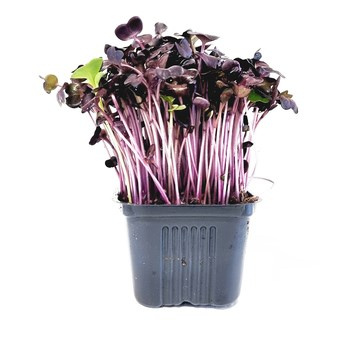 MIKROLIŚCIE RZODK DON EU 1SZT