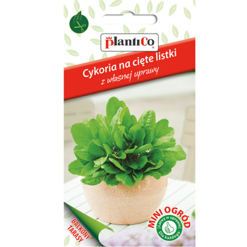 Cykoria liściowa, na cięte listki PlantiCo