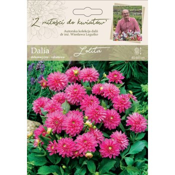Dalia ogrodowa Lolita kolekcja dalii Legutko