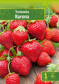 Fragaria - Truskawka Korona Wybór "I" 1 Szt.