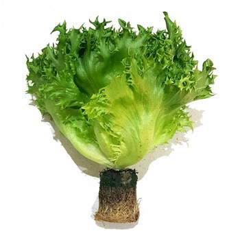 SAŁATA RENIFEREK KL.I POL 1SZT