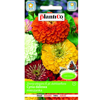 PlantiCo Cynia daliowa mieszanka