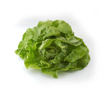 SAŁATA MASŁOWA KLASA I POLSKA 1SZT