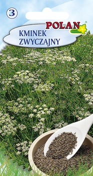 Kminek Zwyczajny Polan