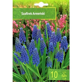 Muscari Armeniacum - Szafirek Armeński 10SZT.