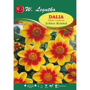 Dalia ogrodowa Schloss Reinbek seria tradycyjna Legutko
