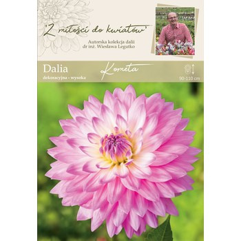 Dalia ogrodowa Kometa kolekcja dalii Legutko