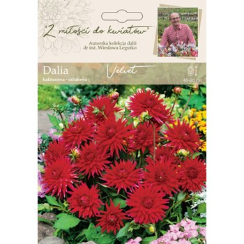 Dalia ogrodowa Velvet kolekcja dalii Legutko