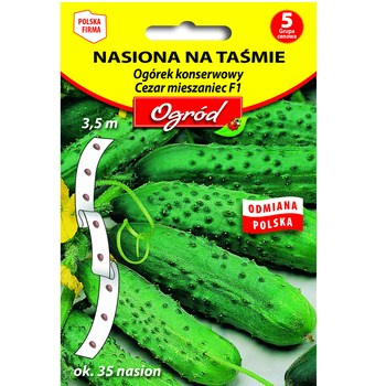 PlantiCo Nasiona na taśmie Ogórek konserwowy Cezar mieszaniec F1 3,5 m ok. 35 nasion