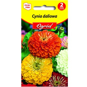 PlantiCo Cynia daliowa mieszanka