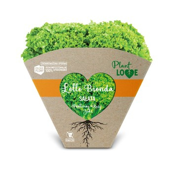 SAŁATA LOL BION PLA KLI PL1SZT