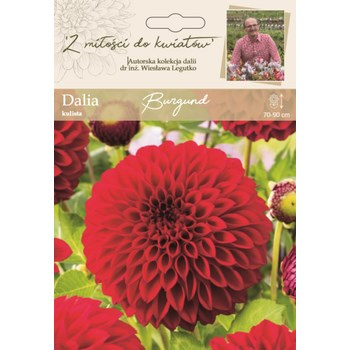 Dalia ogrodowa Burgund kolekcja dalii Legutko