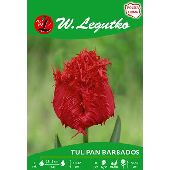 Tulipan Barbados Legutko