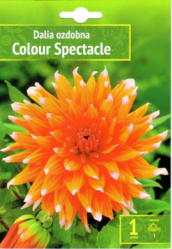 Dalia Colour Spectacle Wybór "I" 1 Szt.