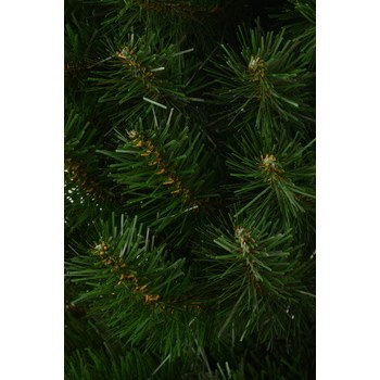 Choinka Tuja 1,8 m Erbis