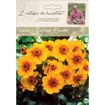 Dalia ogrodowa Schloss Reinbek kolekcja dalii Legutko