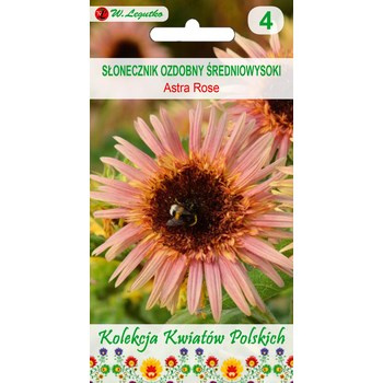 Kwiaty Polskie - Słonecznik ozdobny Astra Rose - białe Legutko