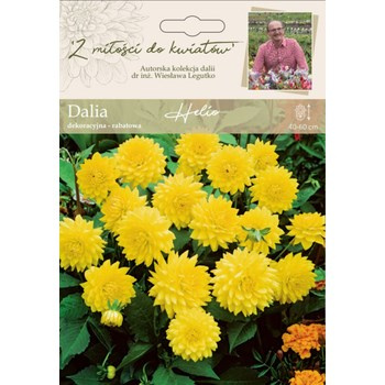 Dalia ogrodowa Helio kolekcja dalii Legutko