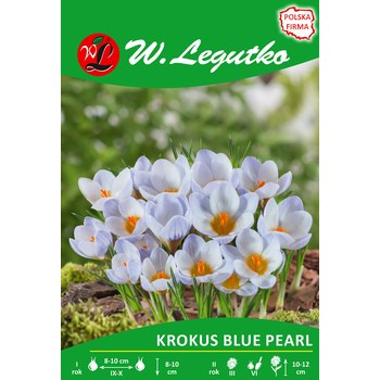 Krokus Blue Pearl Legutko