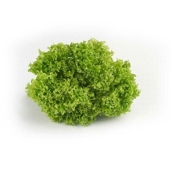 SAŁATA LOLLO BION KLI HIS 1SZT