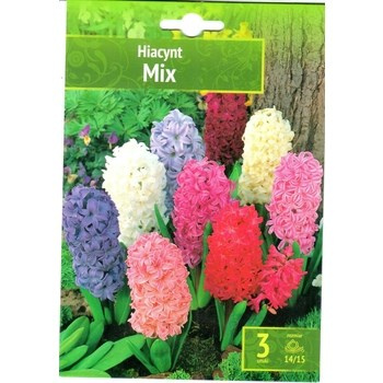 Hiacynt mix 3 szt. Benex