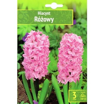 Hyacinthus - Hiacynt Różowy 3 SZT.