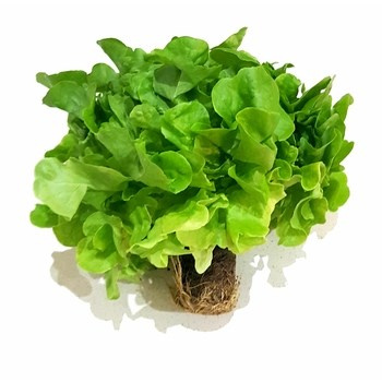 SAŁ LIŚĆ DĘB Z BR KL.I PL 1SZT