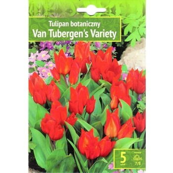 Tulipan botaniczny van Tubergens variety 5 szt. Benex