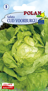 Sałata Masłowa Cud Voorburgu  Polan