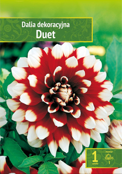 Dahlia - Dalia Duet Wybór "I" 1 Szt.