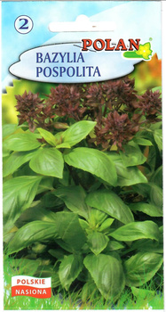 Bazylia pospolita Polan