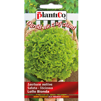 Sałata Lollo Bionda, liściowa PlantiCo