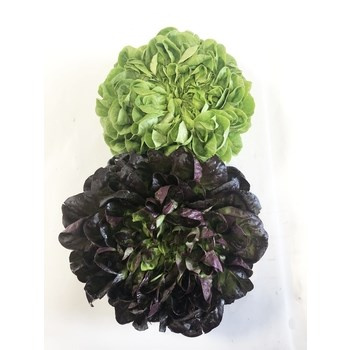 SAŁATA SALANOWA MIX KL.IPL1SZT