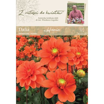 Dalia ogrodowa Hania kolekcja dalii Legutko