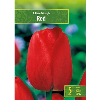 Tulipa - Tulipan Triumph Red 5SZT.