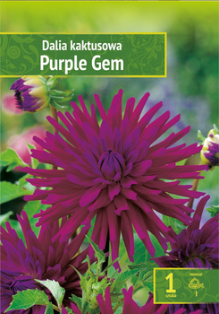 Dahlia - Dalia Purple Gem Wybór "I" 1 Szt.