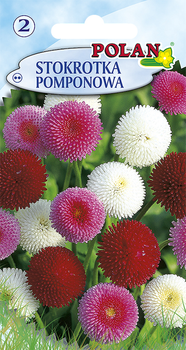 Stokrotka Pomponette Polan