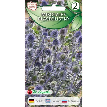 Mikołajek płaskolistny Eryngium planum niebieskie 0.20g Legutko