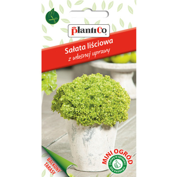 PlantiCo Sałata, liściowa zielona