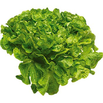 SAŁATA DĘBO ZIEL KL.I POL 1SZT