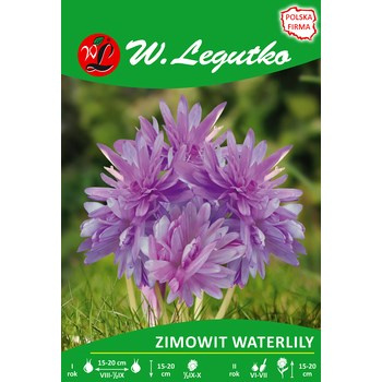 Zimowit Waterlily Legutko