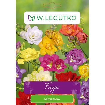 Frezja ogrodowa mieszanka seria tradycyjna Legutko