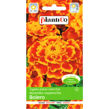 PlantiCo Aksamitka rozpierzchła Bolero